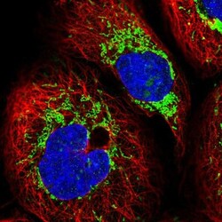 KCTD6 Antibody, Novus Biologicals:Antibodies:Primary Antibodies
